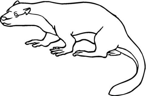 North American River Otter Coloring Page